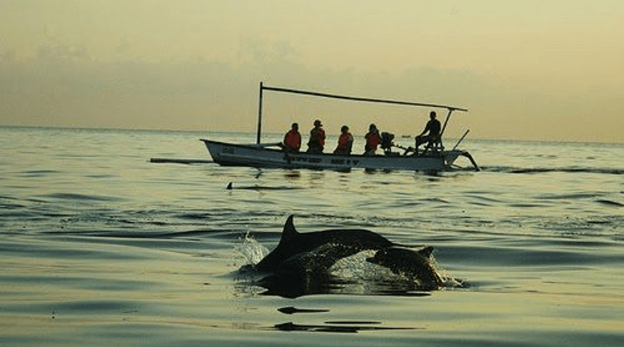 Harga Dolphin Tour Lovina