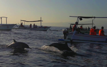Harga Sewa Perahu di Lovina Bali Untuk Melihat Dolphin