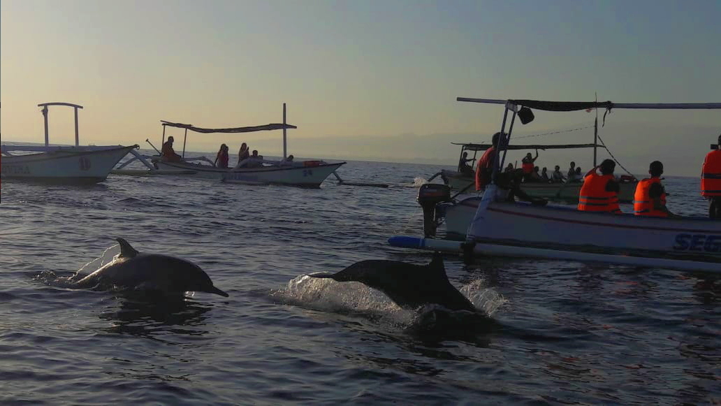 Harga Sewa Perahu di Lovina Bali Untuk Melihat Dolphin
